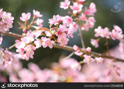 spring sakura pink flower in close up