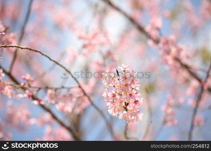 spring sakura pink flower in close up