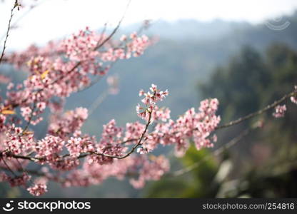 spring sakura pink flower in close up