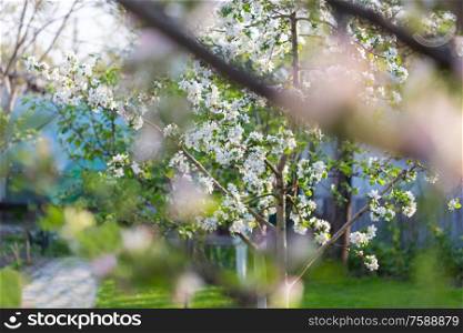 Spring scene in the green garden blossom tree springtime fresh