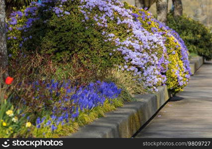 Spring scene  in the green garden blossom tree springtime fresh