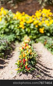 Spring season. Hot peppers plant in a vegetables garden