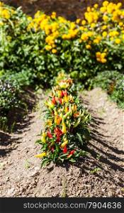 Spring season. Hot peppers plant in a vegetables garden