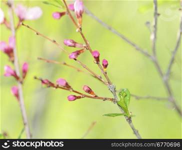 Spring season - pink buds of cherry