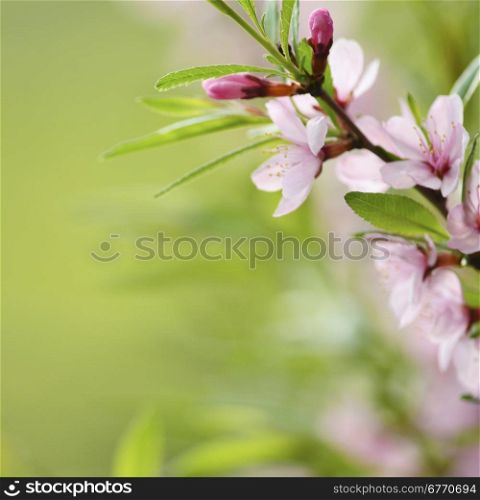 Spring season - pink flowers of cherry
