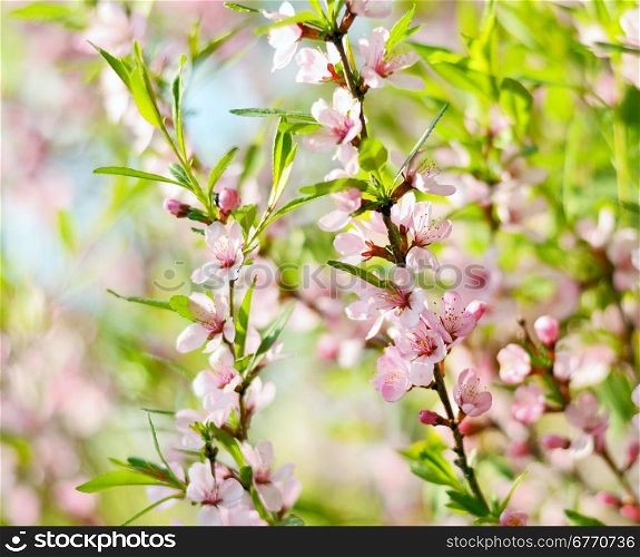 Spring season - pink flowers of cherry