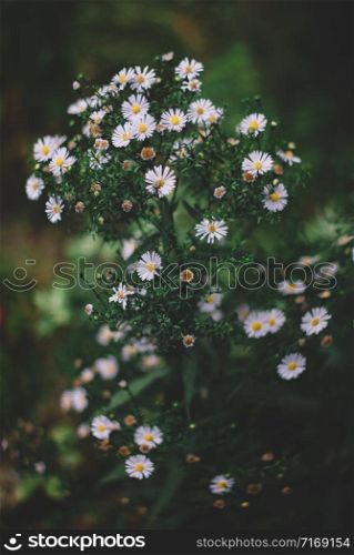 spring seasonal background with white flowers