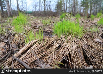 spring sedge amongst dry herb