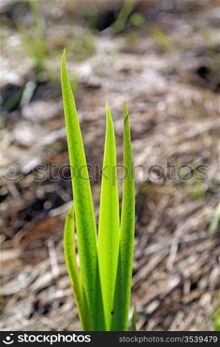 spring sedge amongst dry herb