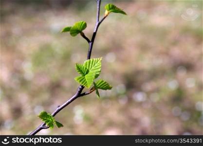 spring sheet of the birch