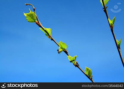 spring sheet of the birch