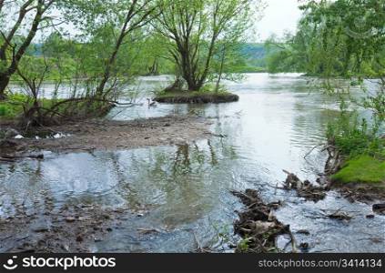 Spring small country river flood and gooses couple on