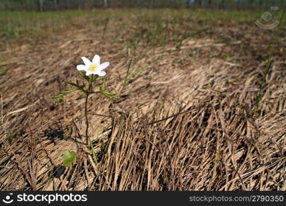 spring snowdrop amongst dry herb