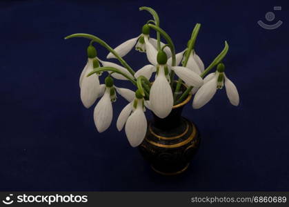 Spring snowdrop flower bouquet in porcelain vase at blue background, Sofia, Bulgaria