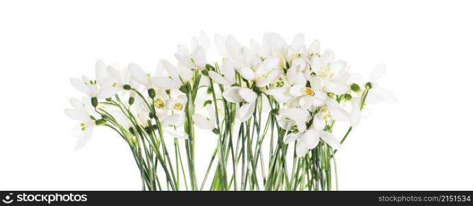 Spring snowdrop flower. Isolated on white long horizontal background.