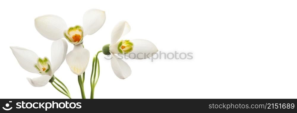 Spring snowdrop flower. Isolated on white long horizontal background.