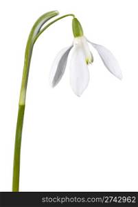 Spring snowdrop flower isolated on white (with path)