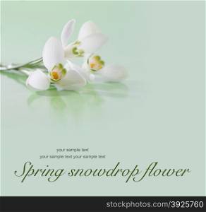 Spring snowdrop flower. Soft focus.