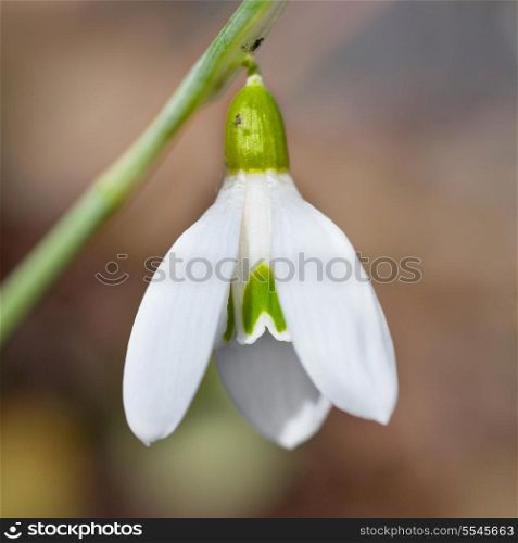 Spring snowdrop flower with snow in the forest