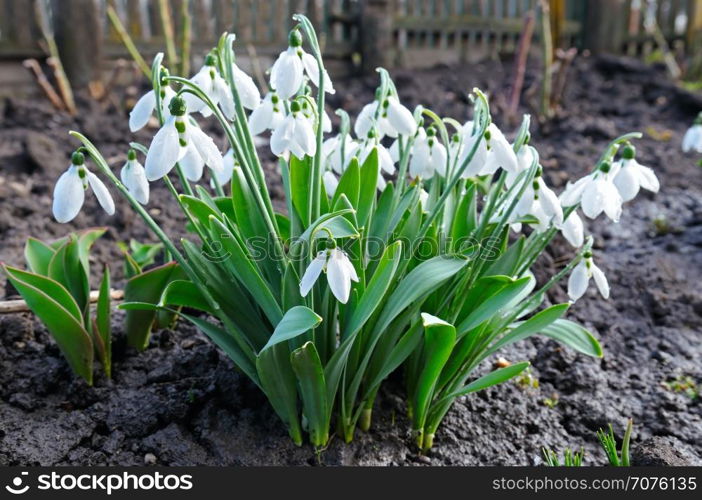 Spring snowdrop flowers against a background of black soil. Focus on the foreground. Shallow depth of field.