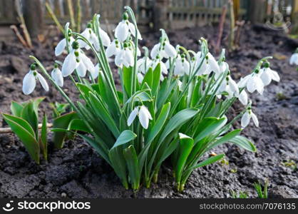 Spring snowdrop flowers against a background of black soil. Focus on the foreground. Shallow depth of field.