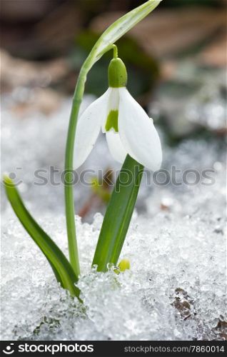Spring snowdrop flowers in the snow