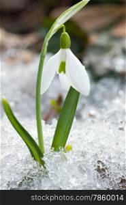 Spring snowdrop flowers in the snow