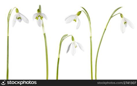Spring snowdrop flowers set isolated on white
