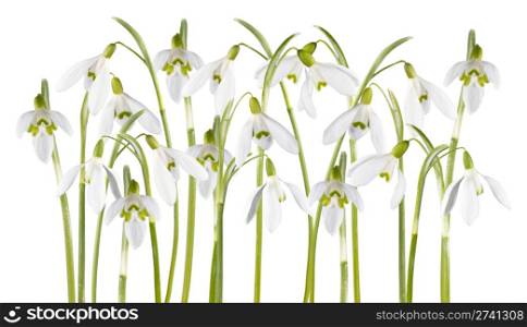 Spring snowdrop flowers set isolated on white (with path)