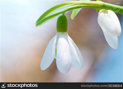 Spring snowdrop flowers with snow in the forest