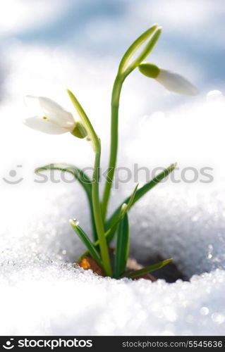 Spring snowdrop flowers with snow in the forest