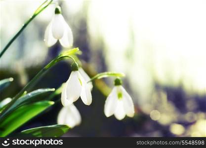 Spring snowdrop flowers with snow in the forest