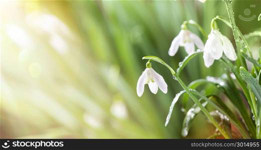 Spring Snowdrop Flowers with Water Drops in Spring Forest on Background of Sun and Blurred Bokeh Lights. Copy Space for your text