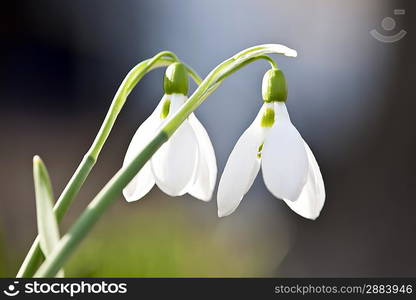 Spring Snowdrops