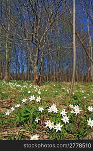 spring snowdrops near wood