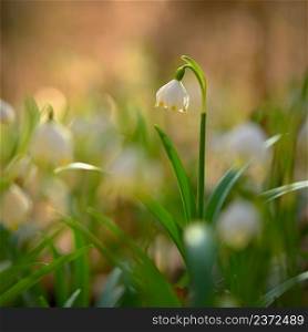 Spring snowflake flower (Leucojum vernum).Beautiful white spring flower in the forest. Colorful natural background.