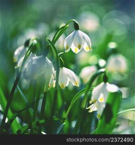 Spring snowflake flower (Leucojum vernum).Beautiful white spring flower in the forest. Colorful natural background.