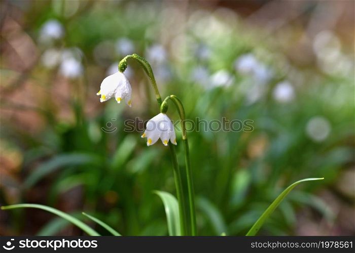 Spring snowflakes flowers. ( leucojum vernum carpaticum) Beautiful blooming flowers in forest with natural colored background.