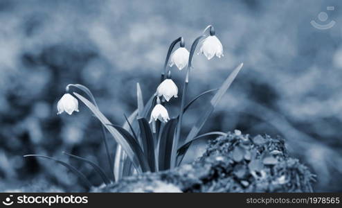 Spring snowflakes flowers. ( leucojum vernum carpaticum) Beautiful blooming flowers in forest with natural colored background.