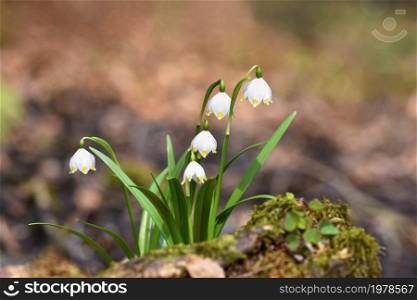 Spring snowflakes flowers. ( leucojum vernum carpaticum) Beautiful blooming flowers in forest with natural colored background.