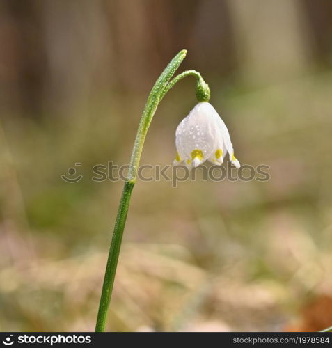 Spring snowflakes flowers. ( leucojum vernum carpaticum) Beautiful blooming flowers in forest with natural colored background.