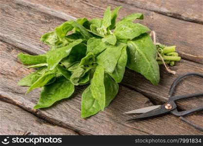Spring spinach leaves on dark wooden background with scissors