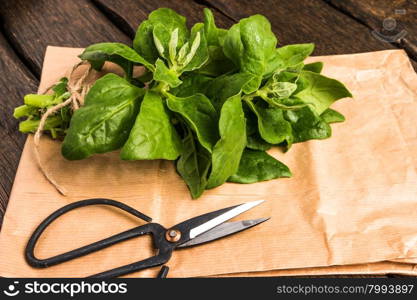 Spring spinach leaves on dark wooden background with scissors and paper