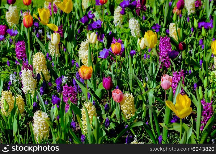 Spring. Spring meadow. Tulips