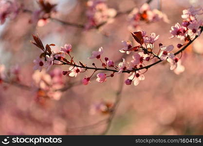 Spring - Springtime. Japanese cherry Sakura. Beautifully blooming colorful tree in nature. Background with sunrays.