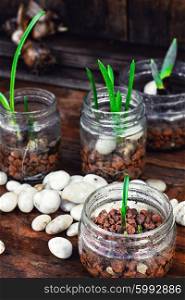 Spring sprouts in jars. Grown in a jar with drainage sprouts of spring flowers