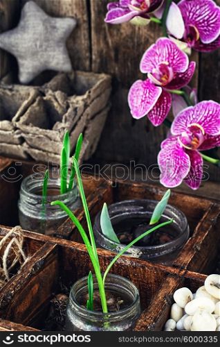 spring sprouts Orchid. seedlings of spring flowering plants and orchids in wooden box