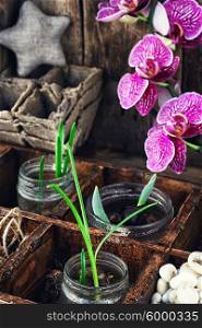 spring sprouts Orchid. seedlings of spring flowering plants and orchids in wooden box