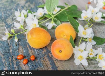 Spring still life with white jasmine flowers and ripe apricots on the old wooden boards