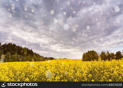 Spring storm clouds and rain above rape seed field. Rape flowers blooming in spring. Yellow colza hills and fields